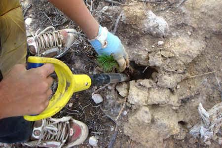 planting-tree-in-ground-2