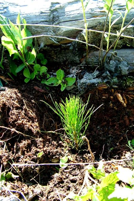 tree planted in ground