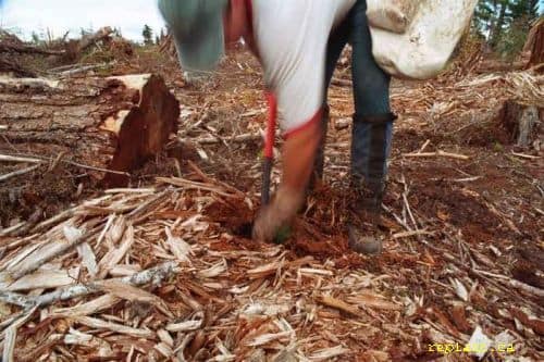 planting tree in slashy ground 1