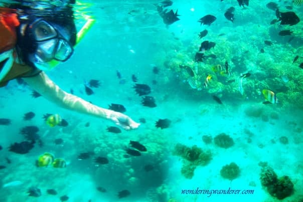 Puerto Galera Diving Philippines mindoro snorkeling Puerto Galera Diving Philippines mindoro snorkeling