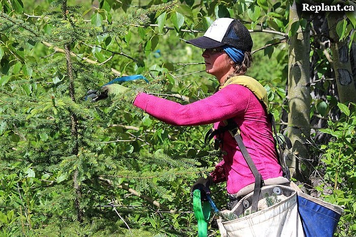 tree-planting-planters-marking-with-ribbon