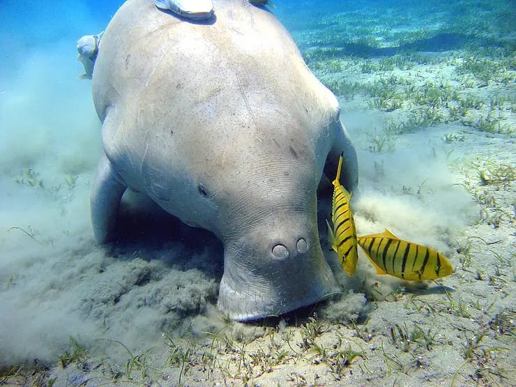 Dugong Marsa Alam