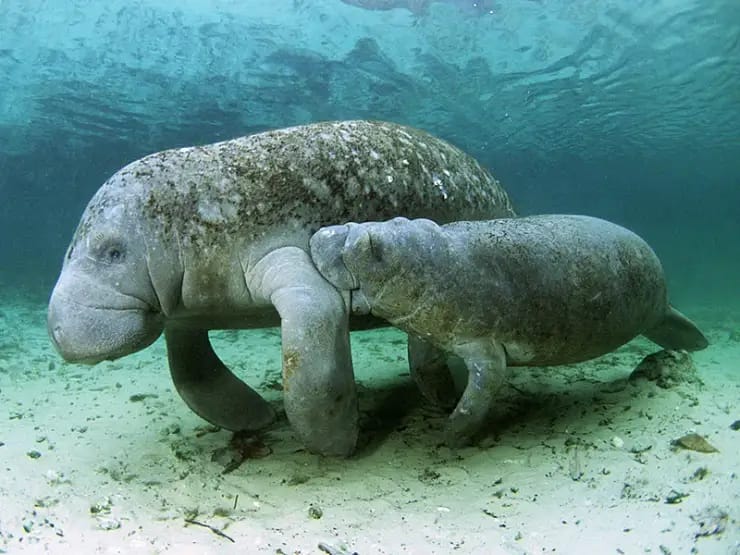the dugong mammal siren