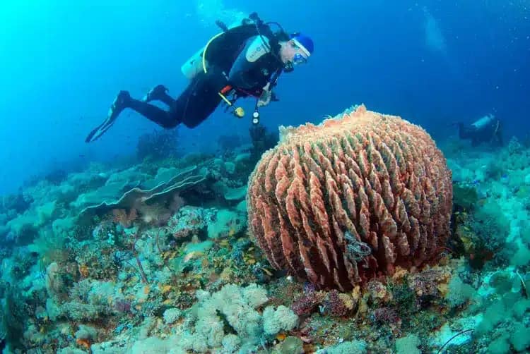 Padre Burgos Napantao Marine Sanctuary