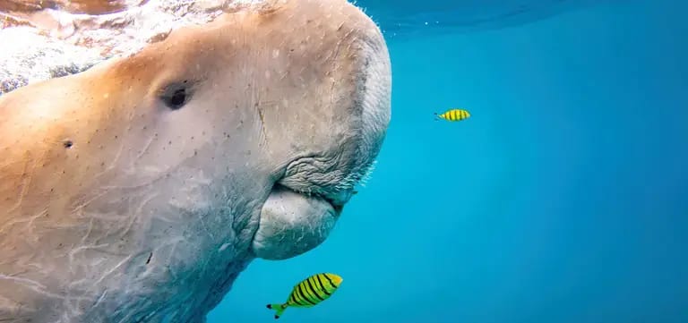 dugong coron tour