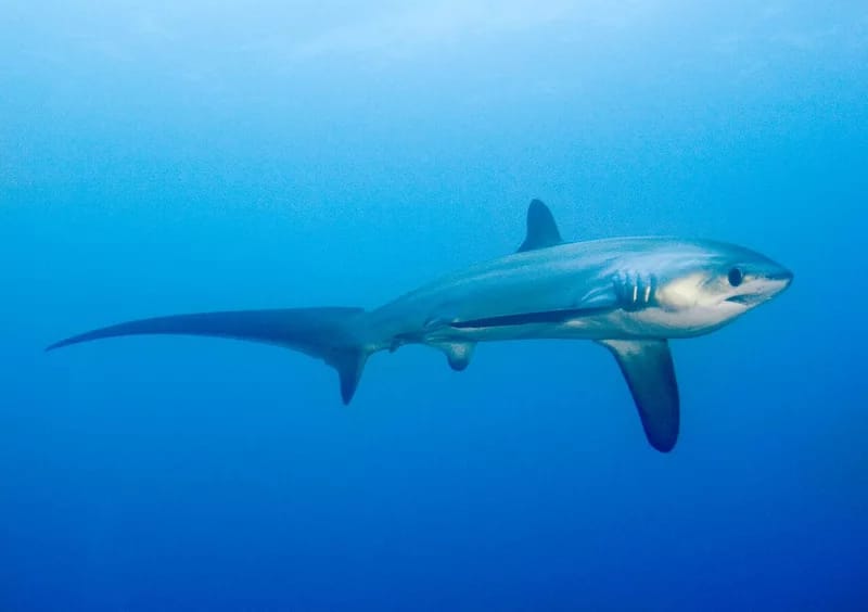 kimud shoal shark