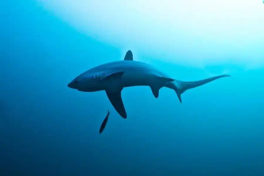 Monad shoal thresher sharks